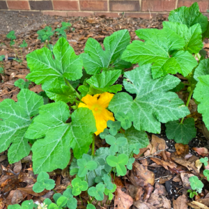 Dublin Visitors Center- A single yellow flower blooms on a squash plant in the garden