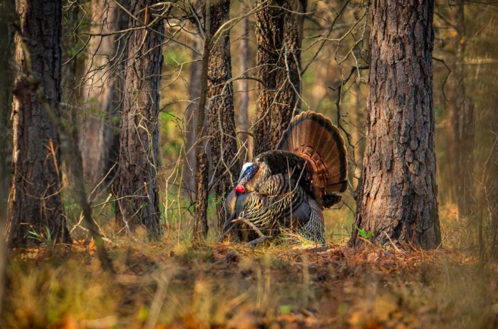 Turkey struts through the forest during turkey hunting season