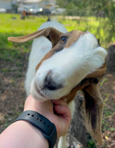 Dolly the Goat gets chin scratches at Tumpie House