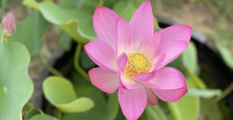 Bright pink waterlily | Wellness Awakening